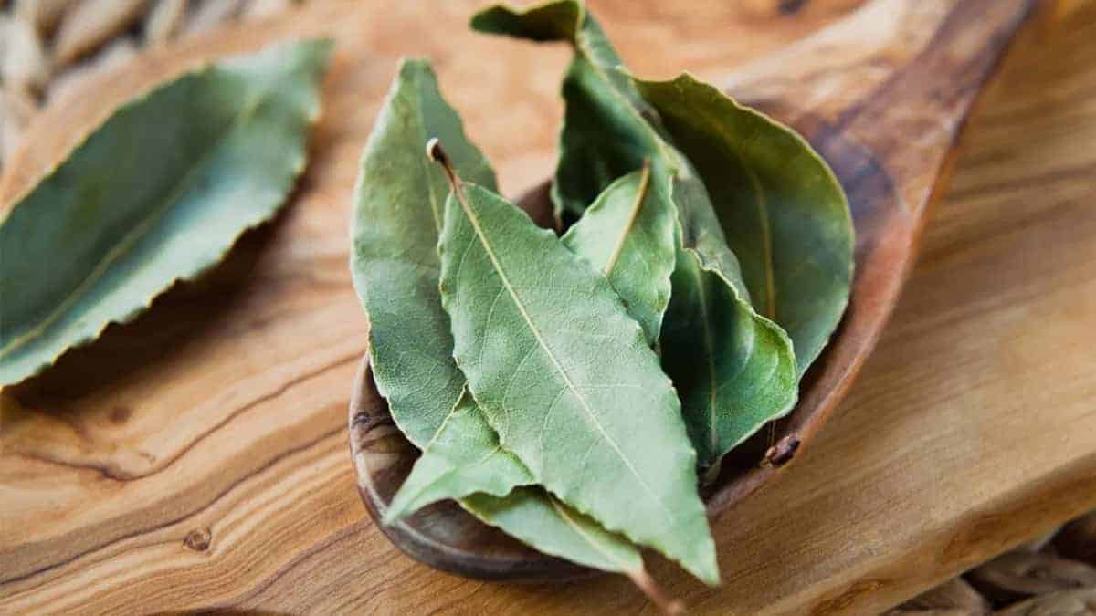 bay leaf herb