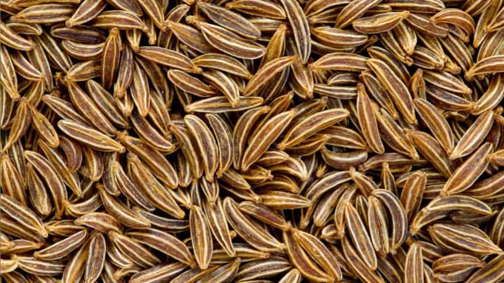 are caraway seeds bad for dogs