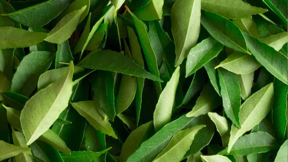 curry leaves herb
