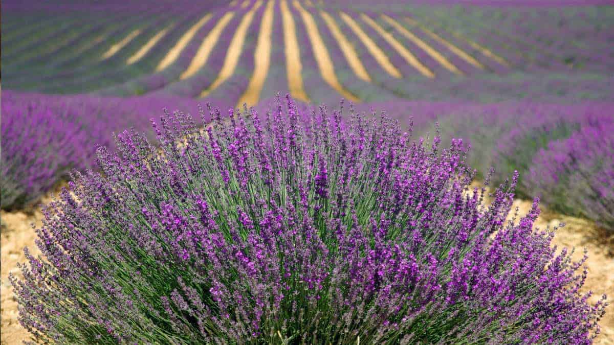 lavender herb field