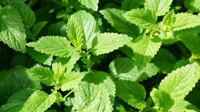 what-is-mint-herb