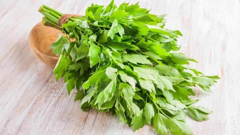 what-is-lovage-herb